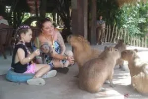 Kapibara Andalan Bali Zoo dan Taman Hewan Pematang Siantar