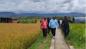 Pemkab Jayawijaya Kembangkan Persawahan Masif demi Ketahanan Pangan Papua