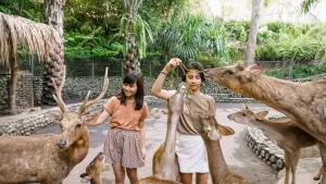 Humas: Bali Zoo Catat Lonjakan Kunjungan saat Lebaran