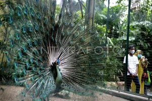 Libur Lebaran, Bali Zoo Kebanjiran Pengunjung
