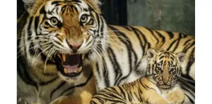 Anak Harimau Benggala Usia 8 Bulan di Bandung Zoo Mati, Apa Ini Imbas Konflik Pengelolaan? BBKSDA Jabar Bilang Begini