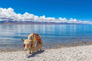 Bagaimana Surutnya Air Danau Purba di Tibet Picu Gempa Bumi?