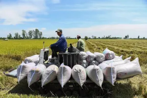 Biaya Angkut Melonjak, Pengiriman Beras Vietnam ke Pasar Global Terhambat