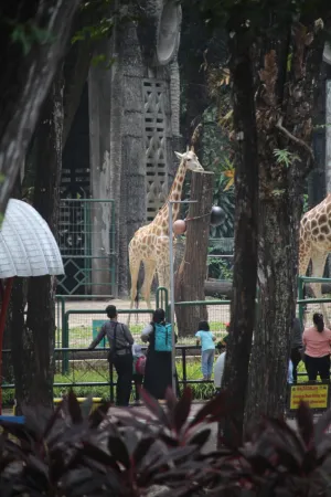 DPRD DKI Minta Tiket Ragunan Tetap Murah, Fokus Edukasi Satwa Diperkuat