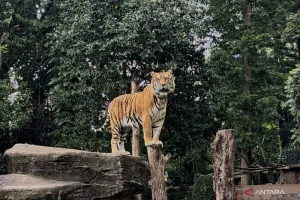 Harus Ada Tindakan Hukum Atas Bandung Zoo, Banyak Binatang Mati. Kini Giliran Anak Harimau