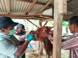 Kasus PMK di Lampung Timur Terkendali: Kementan Perkuat Vaksinasi dan Biosekuriti 