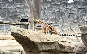 Dua Harimau Benggala Koleksi Bandung Zoo Mati