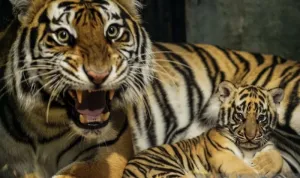  Seekor Anak Harimau Benggala Mati di Bandung Zoo, Penyebab Kematian Belum Diketahui