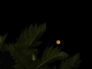 Catat Tanggalnya! Pink Moon April 2026 Bakal Hiasi Langit