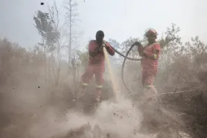 Karhutla Riau Januari–Februari 2026 Capai 4.440 Ha, Kemenhut Gencarkan Pemadaman