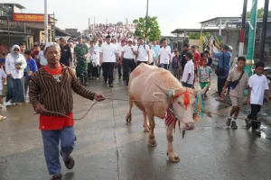 Lomban Syawalan Jepara Hadirkan Kirab Kerbau Bule Daya Tarik Wisata