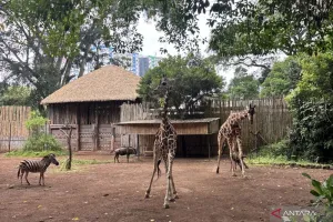Pengelola Baru Bandung Zoo Dipilih secara Transparan
