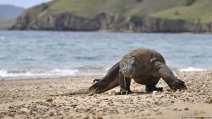 Diplomasi Hijau: Jepang-Indonesia Kolaborasi MoU Konservasi Komodo