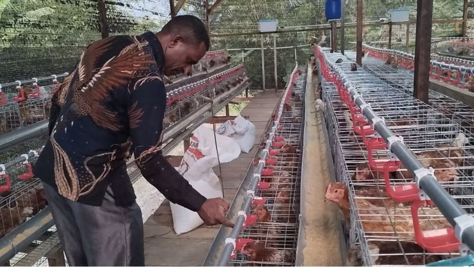 Perkuat Ketahanan Pangan Berbasis Protein Hewani: Kementan Dorong Percepatan Hilirisasi Ayam Terintegrasi 
