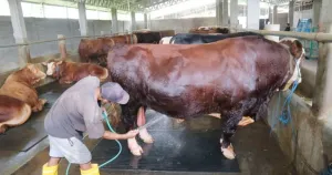 30 Ribu Sapi Disiapkan Pemprov NTB untuk Penuhi Kebutuhan Kurban di Jabodetabek