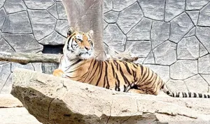 DPRD Jabar Panggil BBKSDA Terkait Kematian Anak Harimau Benggala di Bandung Zoo