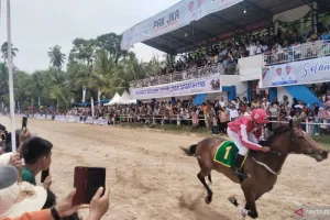 Event Pacu Kudo 2026 Bawa Berkah bagi Pariwisata dan UMKM