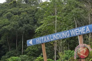 Hutan Jadi Emas Hijau! Menhut Tawarkan Investasi Karbon lewat Aforestasi dan Reforestasi