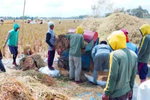 Menjaga Lumbung Pangan Tetap Produktif di Tengah Ancaman El Nino