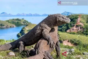 Mulai April 2026, Pengunjung Taman Nasional Komodo Dibatasi 1.000 Orang per Hari 
