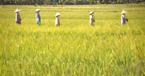 Pemprov NTB Ekspansi Lahan Pangan Baru di Pulau Sumbawa