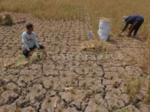 Siap siap Sebentar Lagi El Nino: Berikut Jurus Kementan Hadapi Kemarau Ekstrem