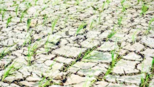 El Nino Ancam Produksi Pangan Nasional
