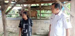 Jelang Idul Adha, Pencegahan PMK Dilakukan Pemprov Lampung untuk Pastikan Ternak Sehat 