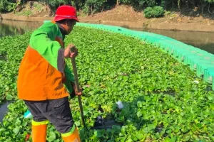 Eceng Gondok di Waduk Pluit Segera Bersih, UPS DKI Pastikan Penanganan Rampung