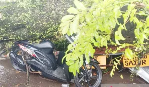 Maksud Hati Berteduh, Pengendara Motor di Cianjur Tewas Seketika Tertimpa Pohon Raksasa 15 Meter