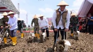 Perkuat Swasembada Pangan, Bulog Dukung Panen Raya Jagung dan Tanam Serentak di  Blora