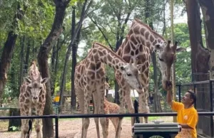 Ragunan Diserbu Wisatawan, 30 Ribu Pengunjung Diprediksi Saat Libur Paskah