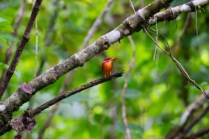 Sulawesi Jadi Wilayah dengan Burung Endemik Terbanyak di Indonesia, Capai 159 Spesies