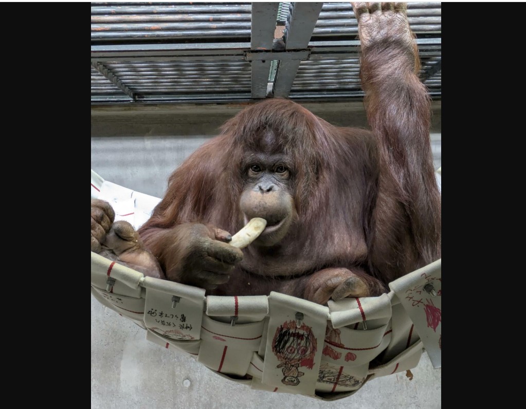 Terancam Punah, Taman Safari Indonesia dan Kebun Binatang Jepang Bekerja Sama Kembangbiakkan Orangutan 