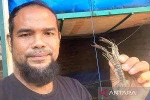 Kisah Inspiratif, ASN Aceh Barat Ini Sukses Raup Cuan dari Budidaya Lobster Air Tawar 
