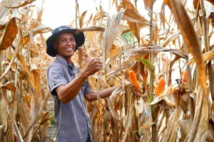 Pemerintah Perkuat Stok Pangan Antisipasi Hadapi El Nino