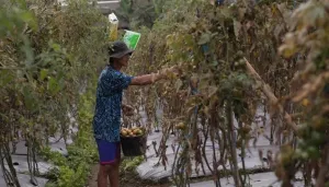 Berkat Program MBG Penghasilan Petani Sayuran di Lereng Merapi Melonjak