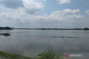 BPBD Kabupaten Demak: Seluas 671 Hektare Sawah Terdampak Banjir 