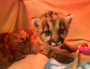 Crimson, Bayi Singa Gunung Berumur Tiga Minggu yang Terlantar Berhasil Diselamatkan Ahli Biologi California