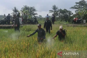 Hadapi Ancaman El Nino, Mentan Santai: Indonesia Sudah Punya Pengalaman