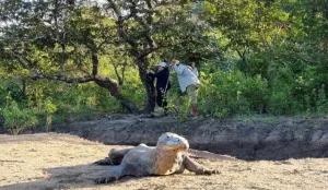 Indonesia-Jepang Perkuat Konservasi Komodo
