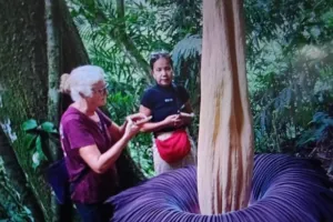 Langka! Bunga Bangkai Raksasa Mekar di Agam, Jadi Magnet Wisatawan