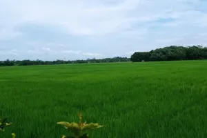 Nggak Mau Kehilangan Sawah, Lebak Tetapkan 28 Ribu Hektare Lahan Pertanian Berkelanjutan
