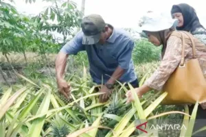 Pemkab Barito Kuala Dorong Hilirisasi Nanas sebagai Komoditas Unggulan