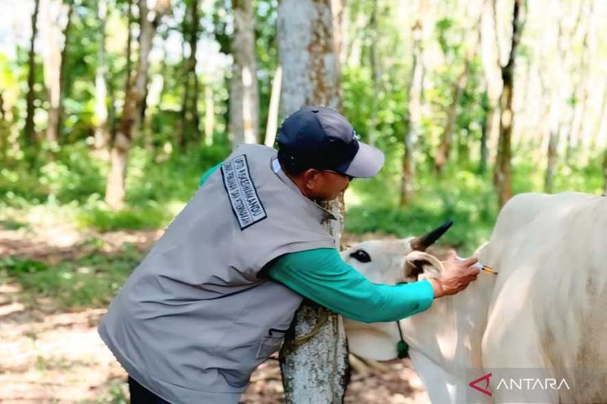 Mencegah Penyebaran Penyakit Hewan Saat Pancaroba di Wilayah OKU Timur