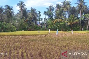 Strategi Lawan Kekeringan! Aceh Besar Andalkan Padi Gogo