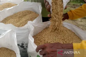 Petani di Penajam Bertahan Lewat Sumur Bor Saat Air Menipis