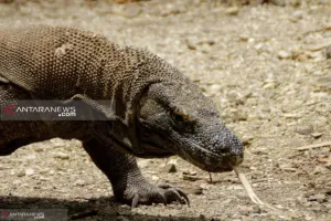 Anak Komodo Masuk Pemukiman Warga di Manggarai Timur NTT, BKSDA Lepasliar ke Habitatnya