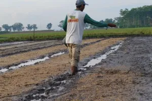 Kabupaten Lumajang Terapkan Strategi Pertanian Berbasis Efisiensi Air Hadapi Musim Kemarau