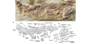 Rahasia Asal-Usul Vertebrata dari Fosil Ikan Berusia 436 Juta Tahun